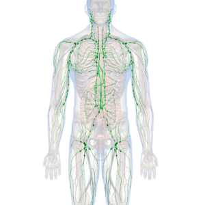 Sistema linfatico e drenaggio metabolico